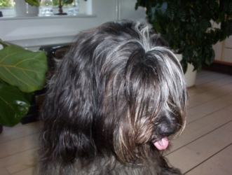 Oliver