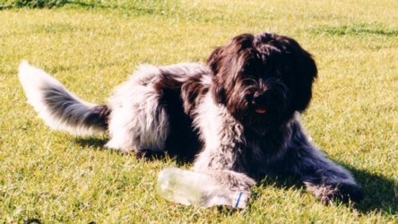 Onze Gijs