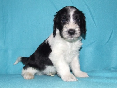 Tibor