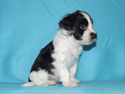 Tica