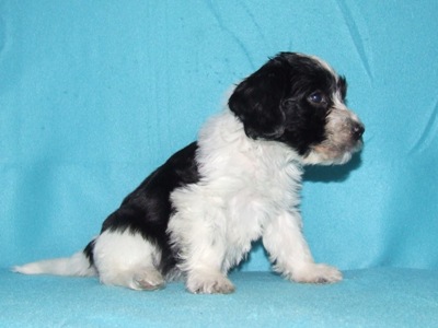 Tinca