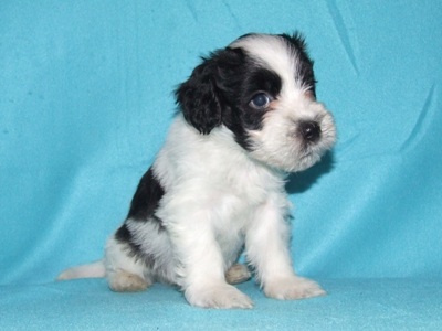 Toby