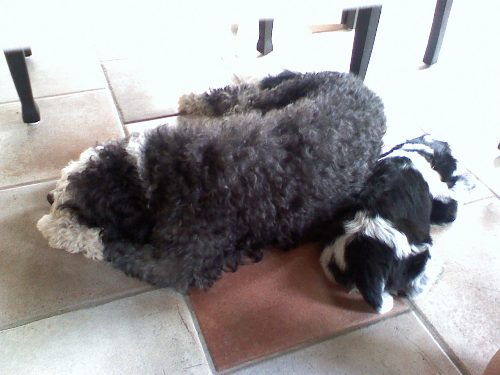 Charley met grote vriendin Jip