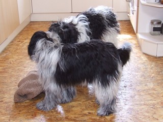 Anjou en Willow