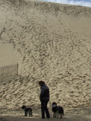 Dune de Pyla Frankrijk, Anjou en Willow