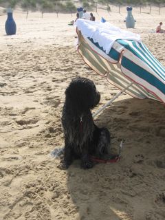 "zeehond" Askan Joep