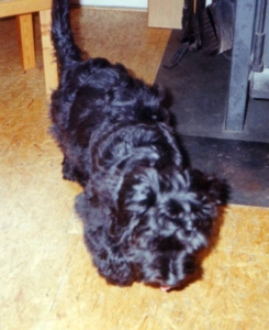 Bijou