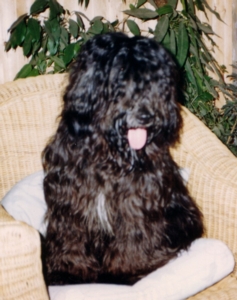Bijou