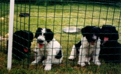 Elke 2de van links
