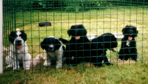 Elke (meest links)