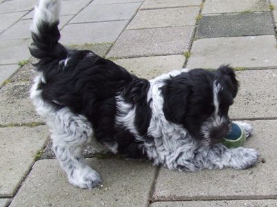 Chica 8 wk.
