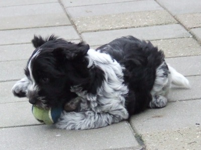 Chica 8 wk.