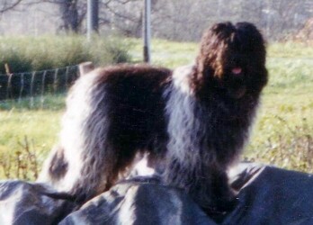 Dauphin