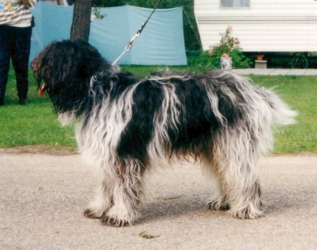 Doris