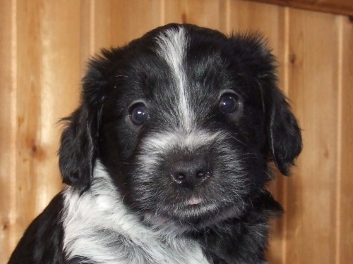 Flipe "Mika"