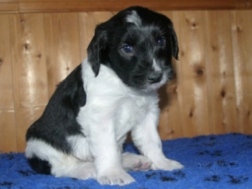 Figaro "James"