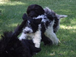 Schapendoeskennel des Uns et des Autres. Willow met z'n Italiaanse vriendinnetjes