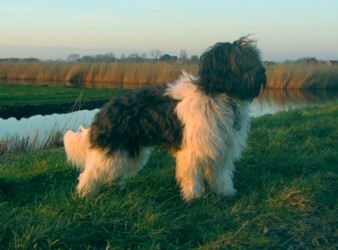 Haske Bobby