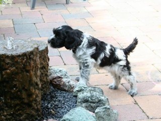 Joris