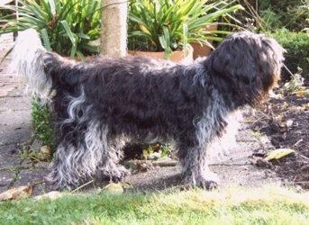 Masja 