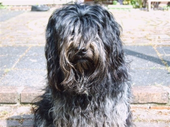 Masja 