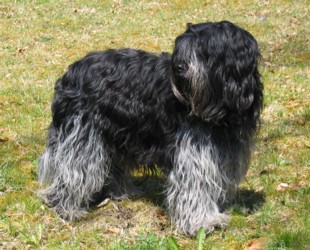 Nelly Ann Vienna v.h.Haskerhs