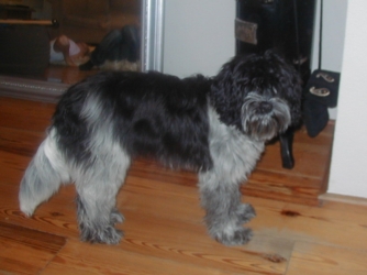 Noena Pebbles