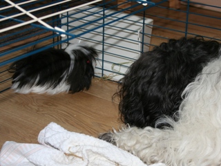 Odin Erie met cavia