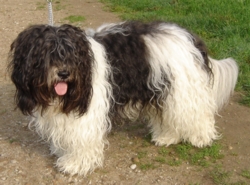 Odin 