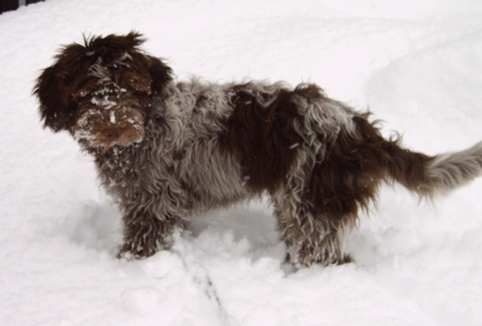 Pepper "bruinschimmel"