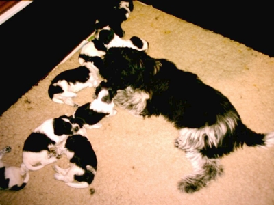 Quinta met Lana puppy's