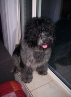 Rakker Quincy 