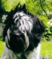 Silke