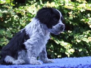 Tante Cato