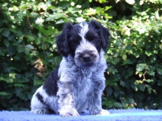 Thijs