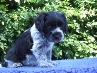 Tjiko