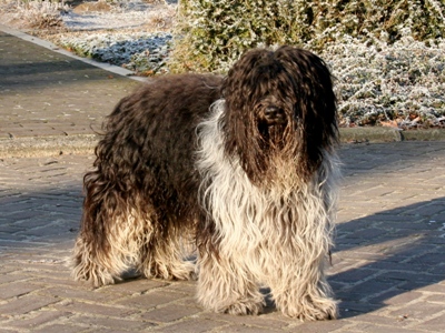 Tjiko