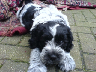 Vanouk Frodo