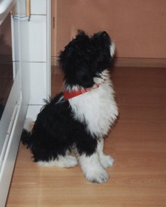 Whitney puppy