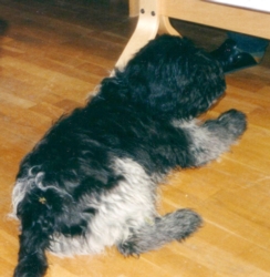 Winslow