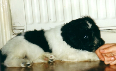 Xanto