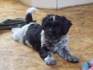Xina