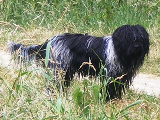 Xina