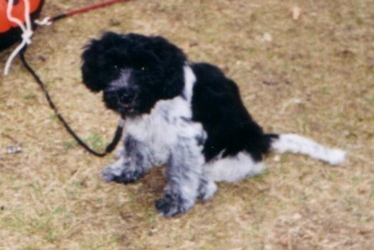 Yentl