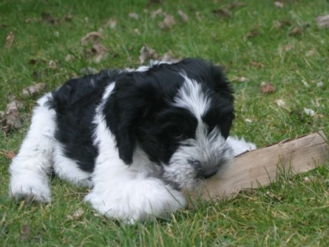 Frodo